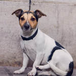 .© 2017 Ian Morrison / DogstarPhoto.co.uk All Rights Reserved.