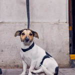 .© 2017 Ian Morrison / DogstarPhoto.co.uk All Rights Reserved.