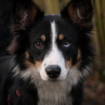 "Manny" the Border Collie