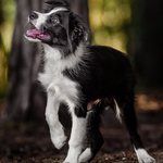 Border Collie Pup