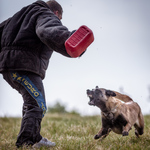 Working dog test of courage trial