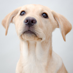 "Millie" the gorgeous labrador pup