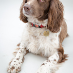 "Poppy" the suspicious springer spaniel