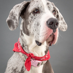 "Pearl" the gorgeous Great Dane