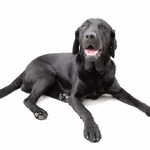 "Theo" the black lab.