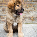 Leonberger puppy
