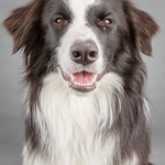 "Darcy" the Border Collie