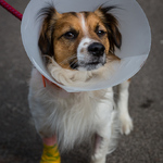 Pup with a poorly paw
