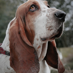 "Freddie" the Basset Hound