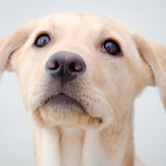 "Millie" the labrador retriever