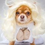 Marilyn Monroe at Dogstar Sci-Fido