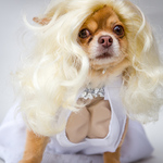 Marilyn Monroe at Dogstar Sci-FidoWoof 114002