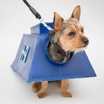 "Missy" as K9 at Dogstar Sci-Fido