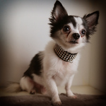 "Louis" the Chihuahua