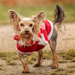 Pelucci the tripod chorkie