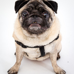 "Pumpkin" the pug