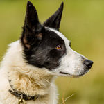 Professional Sheep Dog