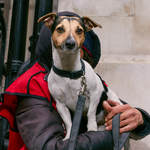 .© 2017 Ian Morrison / DogstarPhoto.co.uk All Rights Reserved.