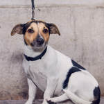 .© 2017 Ian Morrison / DogstarPhoto.co.uk All Rights Reserved.