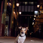 .© 2017 Ian Morrison / DogstarPhoto.co.uk All Rights Reserved.