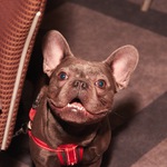 Mayhew Tinsel and Tails