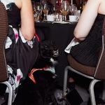 Mayhew Tinsel and Tails