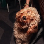 Mayhew Tinsel and Tails